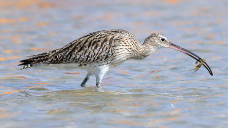 Eurasian Curlew Numenius arquata caught a crab at Red Sea beach in the Nabq region of Sharm el-Sheikh resort. Sinai, Egypt.の写真素材