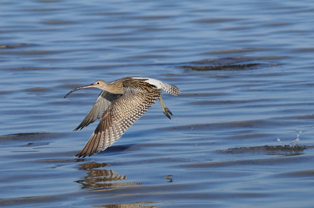 Eurasian Curlew Numenius arquata flying in the Nabq region of Sharm el-Sheikh resort of Red Sea. Sinai, Egypt.の写真素材