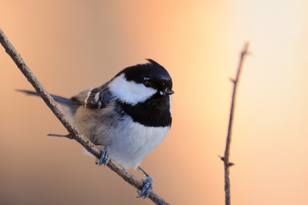 Perching Coal Tit Periparus ater, Parus ater against bright blurred sunny background. Moscow region, Russiaの写真素材