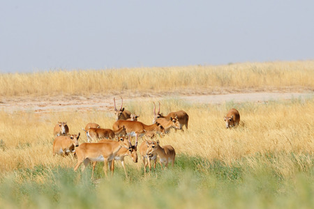 Critically endangered wild Saiga antelopes Saiga tatarica in morning steppe. Federal nature reserve Mekletinskii, Kalmykia, Russia, August, 2015の写真素材