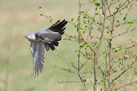Flying Cuckoo Cuculus canorus in spring. Tver 'region, Russiaの写真素材