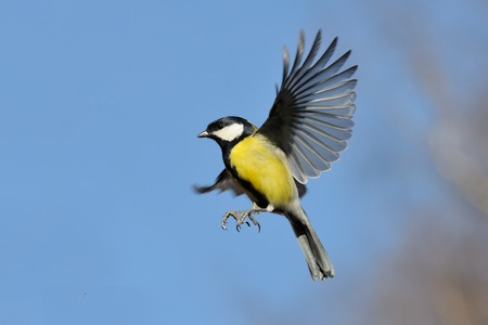 Flying Great Tit Parus major against autumn sky background. Moscow region, Russiaの写真素材