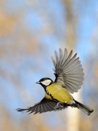 Flying Great Tit Parus major in autumn. Moscow region, Russiaの写真素材