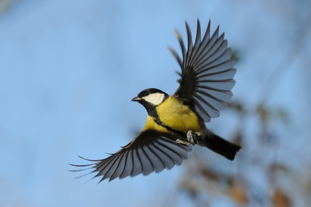 Flying Great Tit Parus major in autumn. Moscow region, Russiaの写真素材