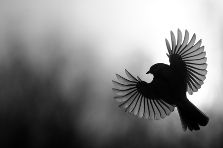 Great Tit Parus majo silhouette in flight with open wingsの写真素材