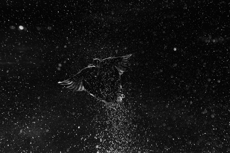 Early morning near the city park pond. It is enough condition to see new constellation. Mallard Anas platyrhynchos.の写真素材