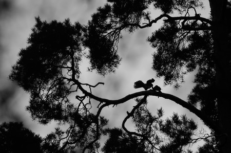 Male Kestrel Falco tinnunculus feeds female during the courtship. Moscow region, Russiaの写真素材