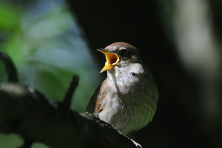 Singing Thrush nightingale Luscinia luscinia in dark forest. Near Moscow, Russia.の写真素材