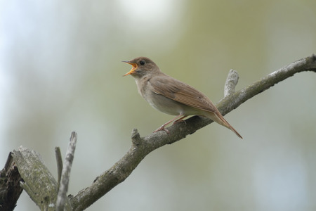Singing Thrush nightingale Luscinia luscinia on dry branch. Near Moscow, Russia