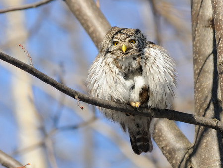 Perching Pygmy Owl Glaucidium passerinum in springの写真素材