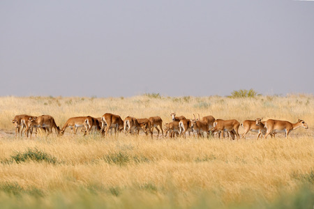 Critically endangered wild Saiga antelopes Saiga tatarica in morning steppe. Federal nature reserve Mekletinskii, Kalmykia, Russia, August, 2015の写真素材