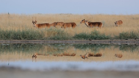 Critically endangered wild Saiga antelopes Saiga tatarica at watering in morning steppe. Federal nature reserve Mekletinskii, Kalmykia, Russia, August, 2015の写真素材