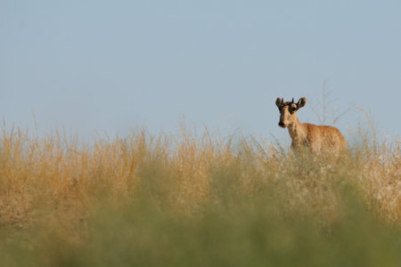 Critically endangered wild Saiga antelope Saiga tatarica, young male in steppe. Federal nature reserve Mekletinskii, Kalmykia, Russia, August, 2015の写真素材