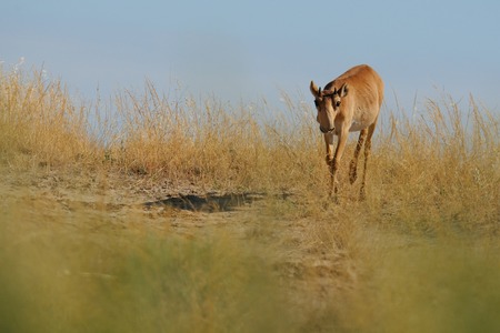 Wild young male Saiga antelope Saiga tatarica in morning steppe. Federal nature reserve Mekletinskii, Kalmykia, Russia, August, 2015の写真素材