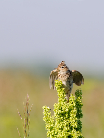 Flapping wings Eurasian Skylark Alauda arvensis in the meadow. Moscow region, Russiaの写真素材