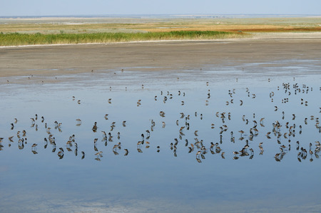 Mixed flock of Ruffs Philomachus pugnax and Black-tailed Godwits Limosa limosa on Manych lake in Kalmykia, Russiaの写真素材