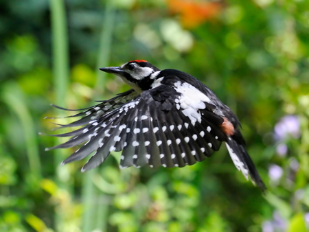 Flying Great Spotted Woodpecker Dendrocopos major in the garden. Moscow region, Russiaの写真素材