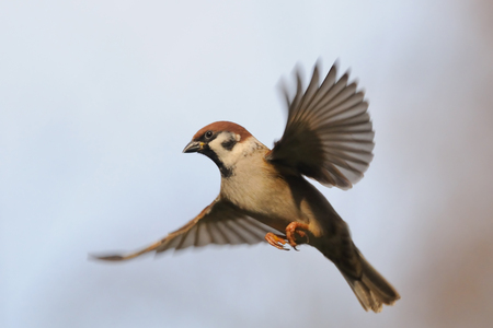 Flying Eurasian Tree Sparrow Passer montanus in autumn. Moscow region, Russiaの写真素材