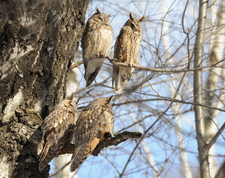 Perching Long-eared Owls Asio otus on birch tree in spring. Moscow region, Russia.の写真素材