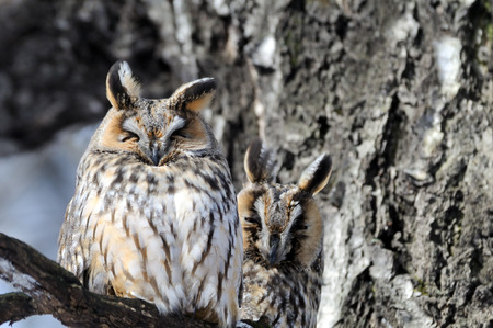 Two Perching Long-eared Owls Asio otus on birch tree in spring. Moscow region, Russia.の写真素材