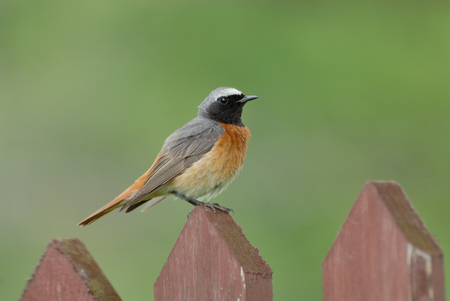 Perching male Common Redstart Phoenicurus phoenicurus. Moscow region, Russia