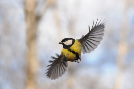 Front view of flying Great tit Parus majorの写真素材