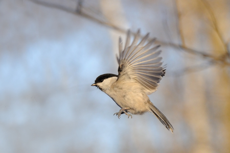 Flying Willow tit Poecile montanus in winterの写真素材