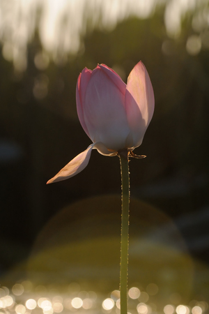 Caspian lotus Nelumbo caspica in Volga delta. Astrakhan region, Russiaの写真素材