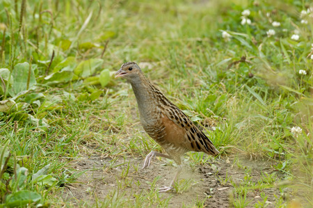 Corncrake Crex crex in summer. Moscow region, Russiaの写真素材