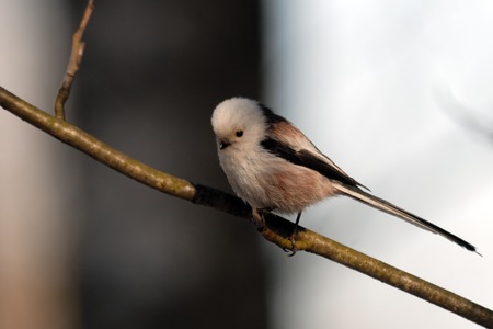 Perching long-tailed tit Aegithalos caudatus. Moscow region, Russiaの写真素材