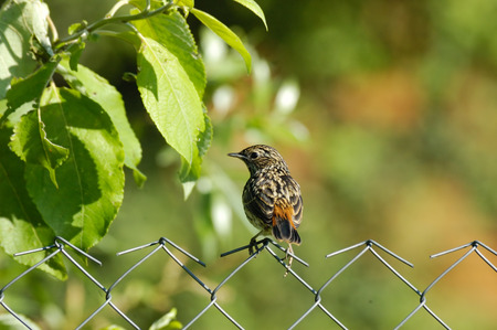 Perching young Bluethroat