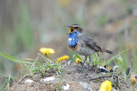 Singing Bluethroat Luscinia svecica at the ground among coltsfoots Tussilago farfara. Moscow region, Russiaの写真素材