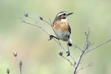 Perching male Whinchat Saxicola rubetra against blurred background. Ryazan region, Russiaの写真素材