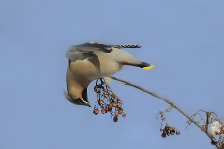 Waxwing Bombycilla garrulus at rowan-tree against blue sky background. Moscow region, Russiaの写真素材