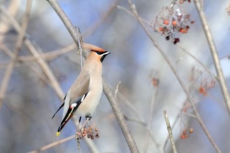 Perching Waxwing Bombycilla garrulus at rowan-tree. Moscow region, Russiaの写真素材