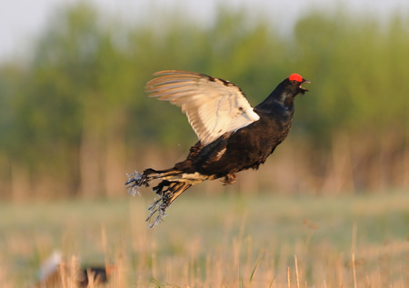 Jumping male Black grouse Tetrao tetrix with frozen tail at mating place. Moscow region, Russiaの写真素材