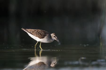 Wood Sandpiper Tringa glareola feeding near reeds at the shallow water. Manych lake, Kalmykia, Russiaの写真素材