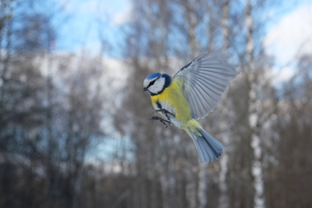 Flying Blue Tit Parus caeruleus in winter forest. Moscow region, Russiaの写真素材