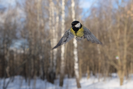 Flying Great Tit Parus major in winter forest. Moscow region, Russiaの写真素材