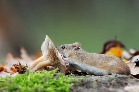 Striped Field Mouse Apodemus agrarius eats mushroomの写真素材
