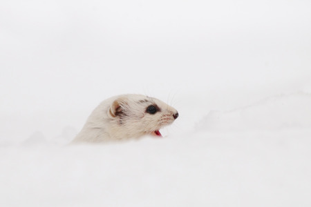 Portrait of winter Least Weasel Mustela nivalis in whiteの写真素材