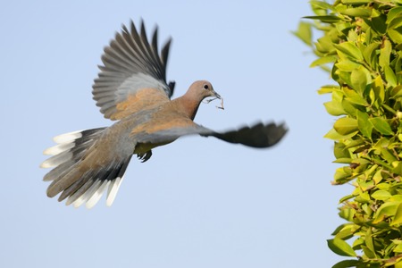 Laughing Dove (Streptopelia senegalensis ) flying with the building material to the nestの写真素材