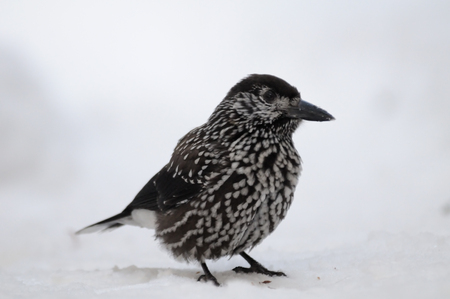 Spotted nutcracker (Nucifraga caryocatactes) in snow. Moscow region, Russiaの写真素材