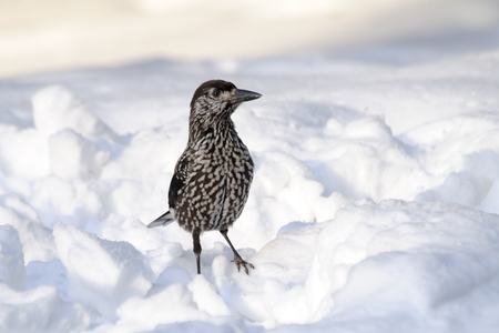 Spotted nutcracker (Nucifraga caryocatactes) in snow. Moscow region, Russiaの写真素材