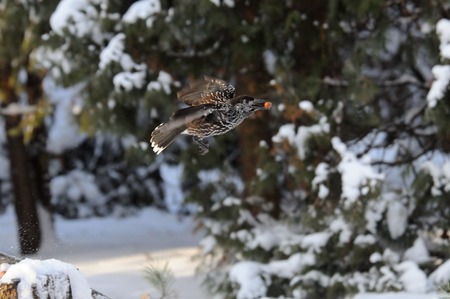 Flying Spotted nutcracker (Nucifraga caryocatactes) with a nut in winter forestの写真素材