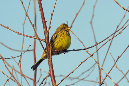 Perching Yellowhammer (Emberiza citrinella) in spring. National park Plesheevo Lake, Yaroslavl region, Russiaの写真素材