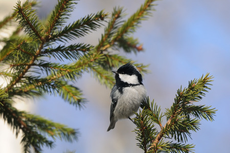 Perching Coal tit (Periparus ater, Parus ater) in spring forest. National park Plesheevo Lake, Yaroslavl region, Russiaの写真素材