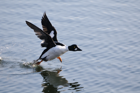 Running male Common goldeneye (Bucephala clangula) reflected in pond water surface. Moscow region, Russiaの写真素材