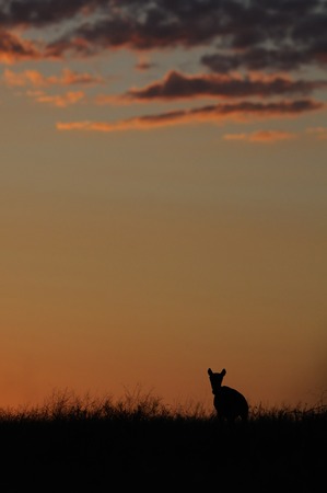 Wild Saiga antelope (Saiga tatarica) in morning steppe. Federal nature reserve Mekletinskii, Kalmykia, Russia, August, 2015の写真素材
