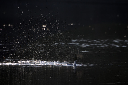 Common Goldeneye (Bucephala clangula) courtship display at early spring in Moscow region, Russiaの写真素材